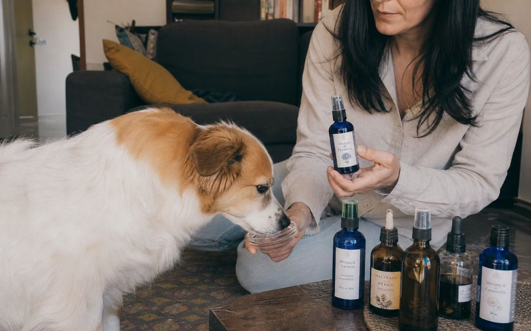 idrolati e macerati per cani differenze e utilizzo